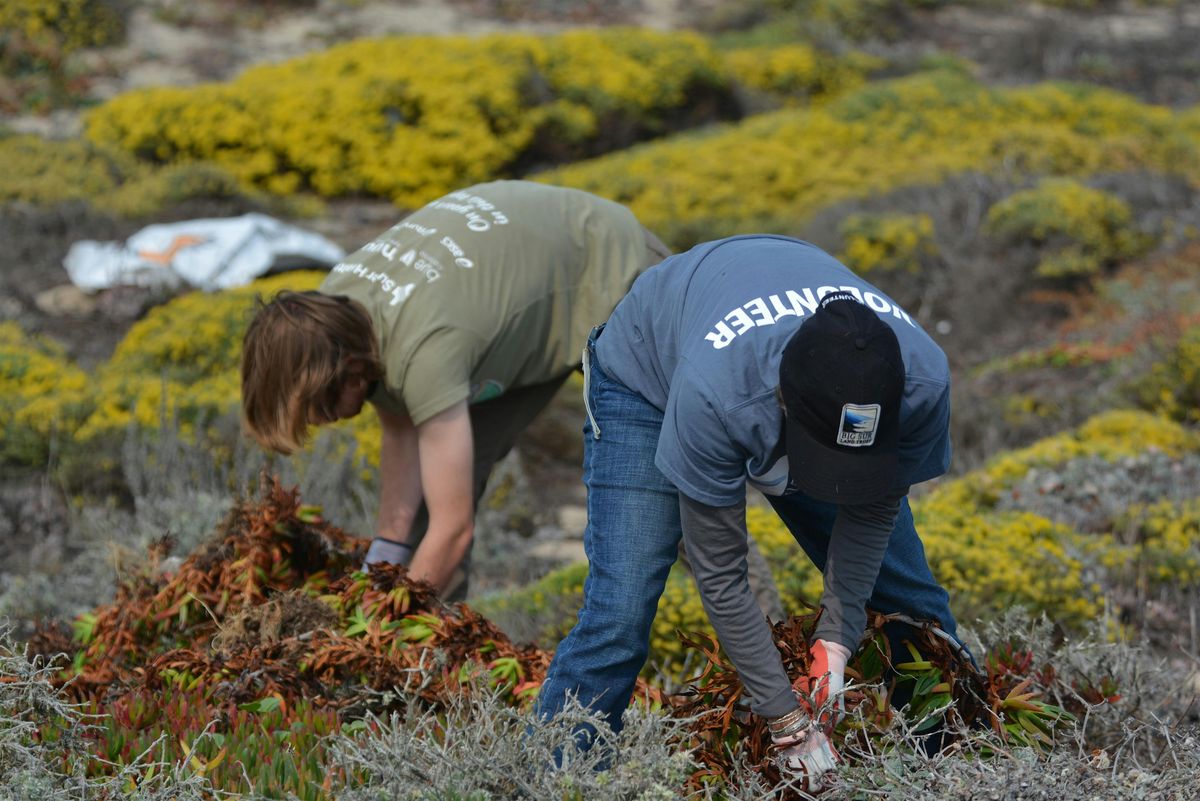 Volunteer Event - Iceplant Removal Wednesday, October 22 @ 2PM