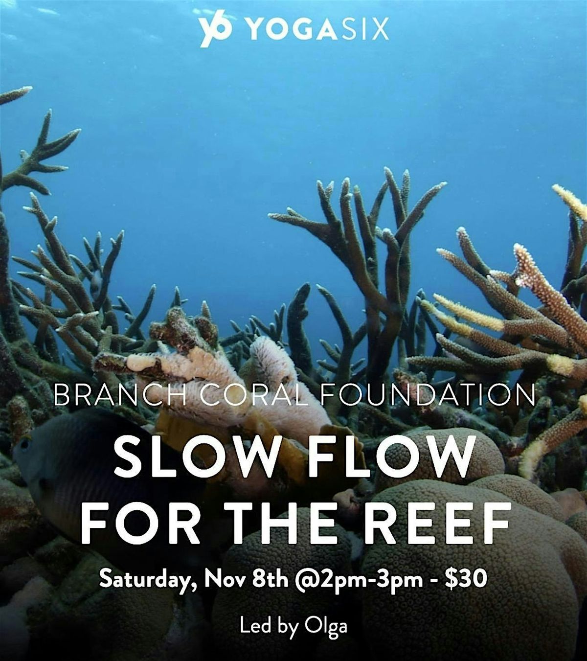 Flow For The Reef with YogaSix West University