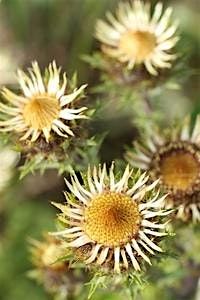 Dandelions, Daisies and Thistles: sorting the look-alikes