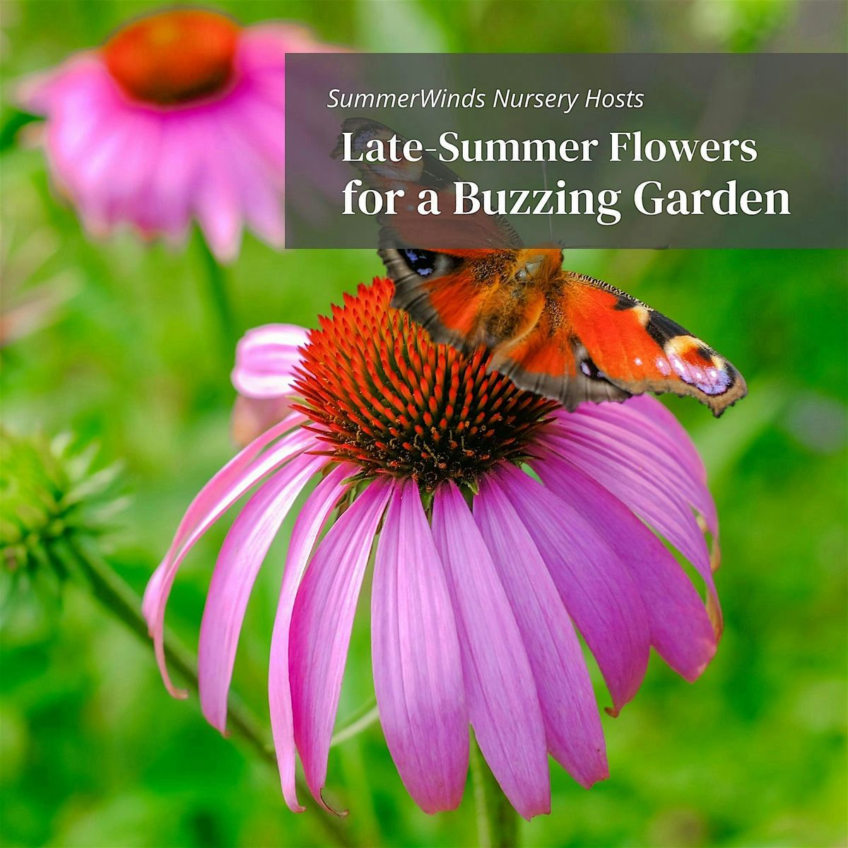 Late-Summer Flowers for a Buzzing Garden - Campbell