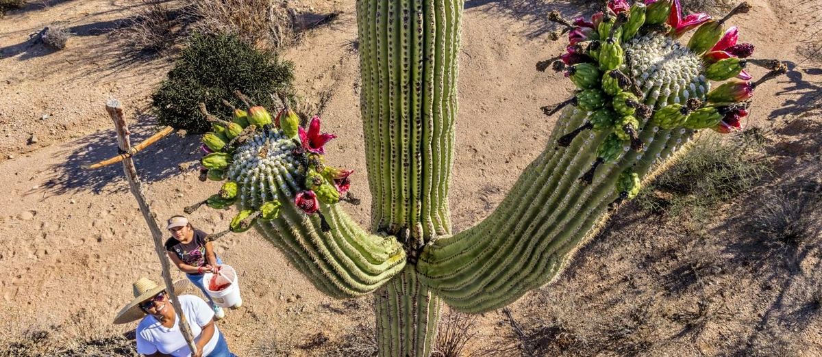 Parking The Cactus Blossoms