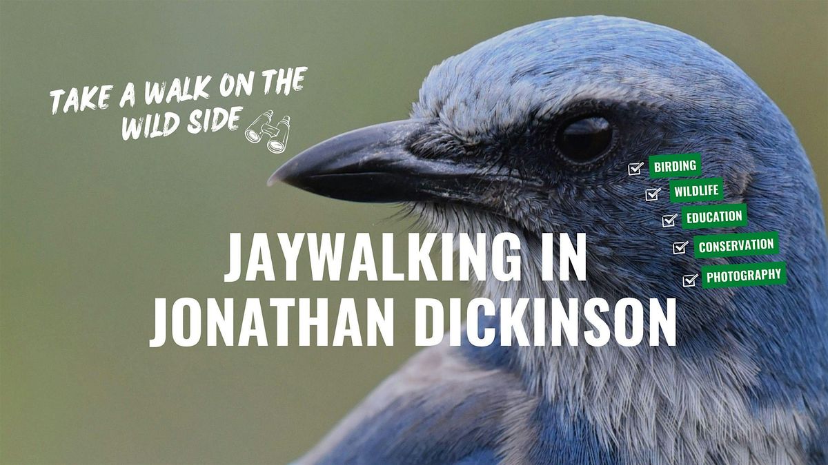 Jaywalking in the Wild: Meet the Florida Scrub Jay