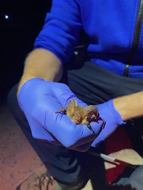 Bat Survey Licence Level 1 & Level 2 Workshop (CL17 & CL18)
