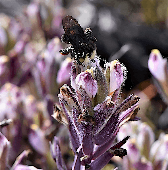 51st Annual SCB Symposium: Birds, Bees, Flies, and Seeds