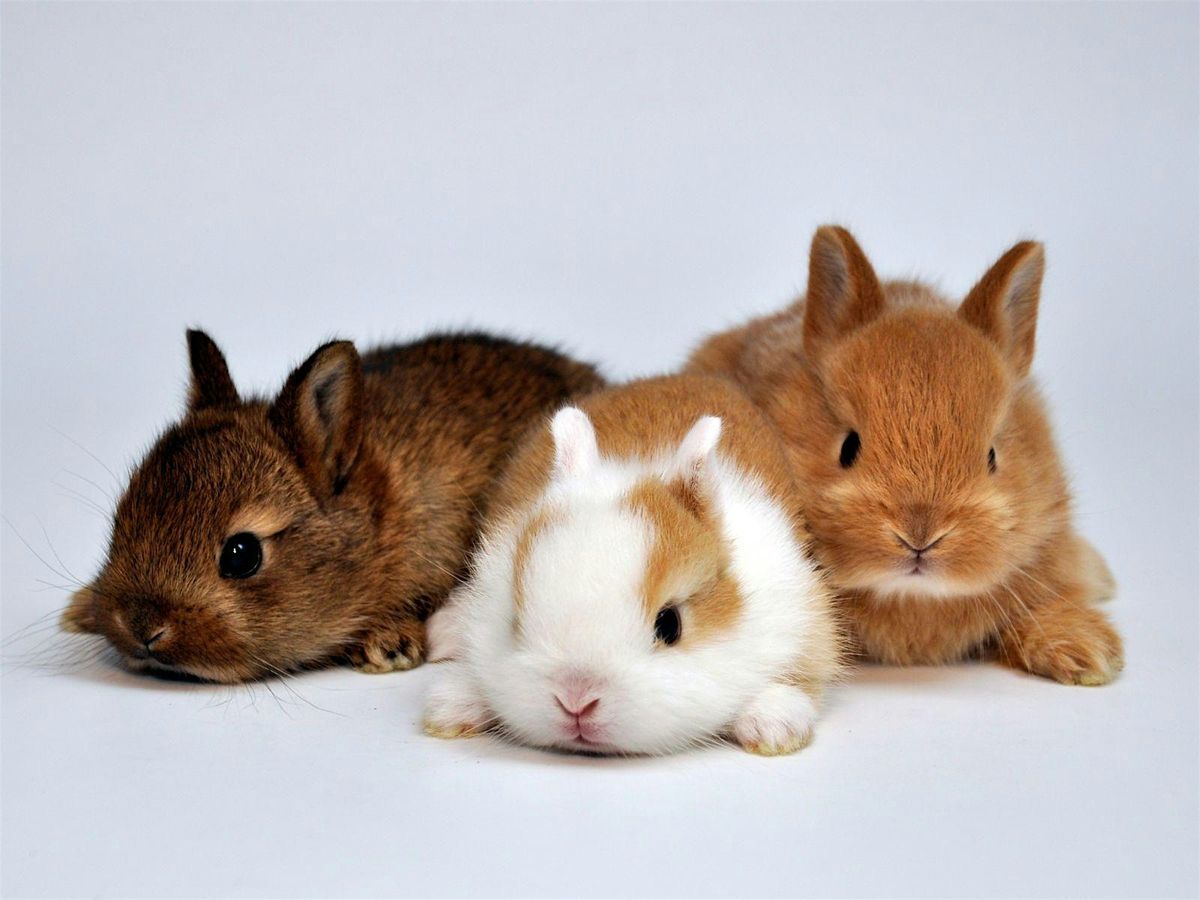 Bunny Yoga by Yoga Kawa Toronto