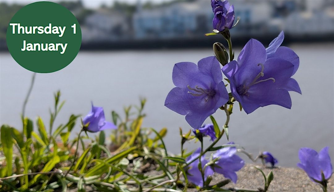 NHSN New Year Plant Hunt