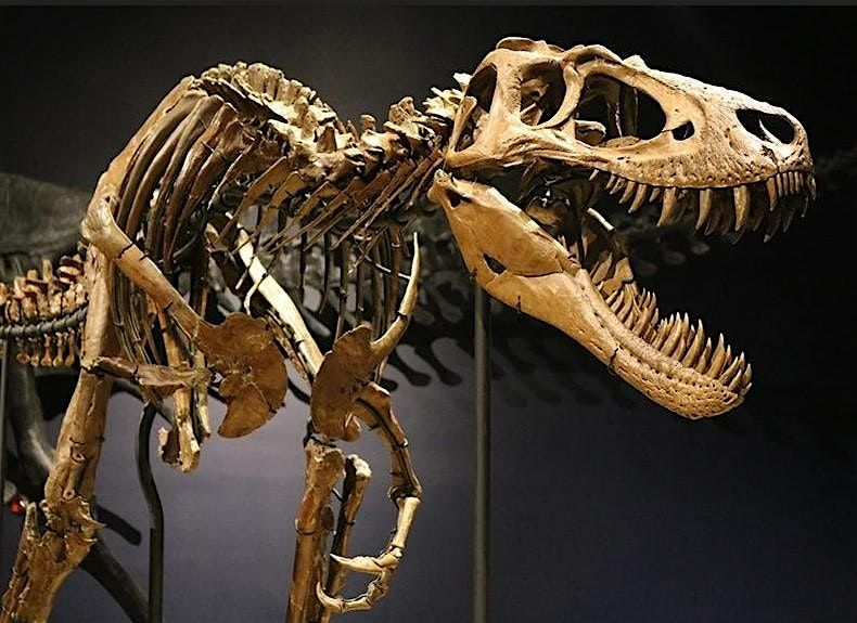 Burpee Museum - Fossil Day Celebration all week, October 13 -19, 2025 1019
