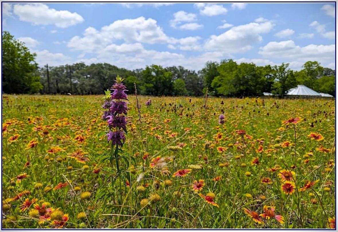 Regenerating Rangeland to Enhance Biodiversity