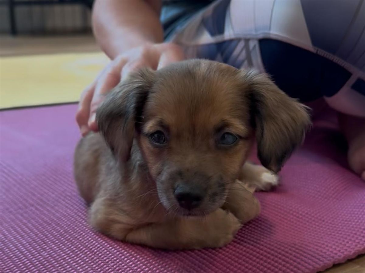 Rescue Puppy Yoga - The Werks
