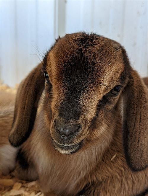 Goat Kidding and Newborn Care Clinic