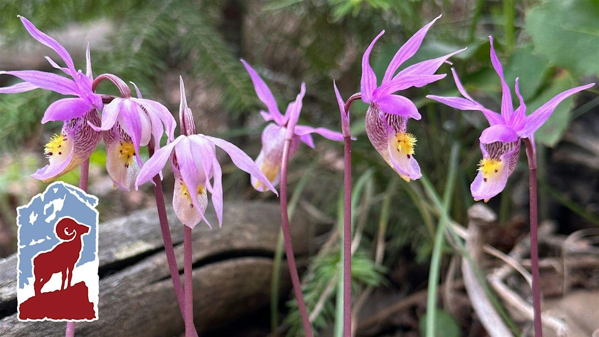 Native Orchids of Rocky Mountain National Park (Wednesday)