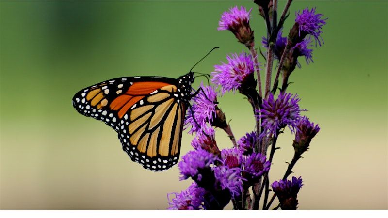 SWE OC Volunteer Day - Monarch Nature Center