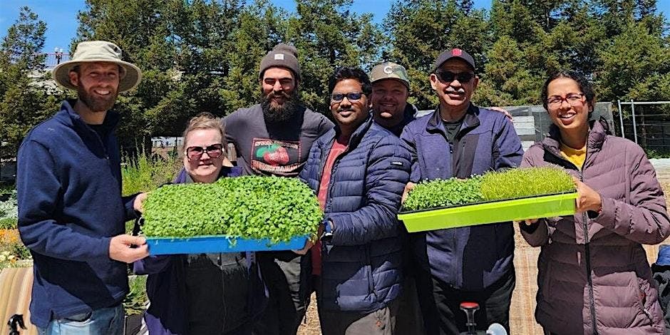 Grow your own Microgreens