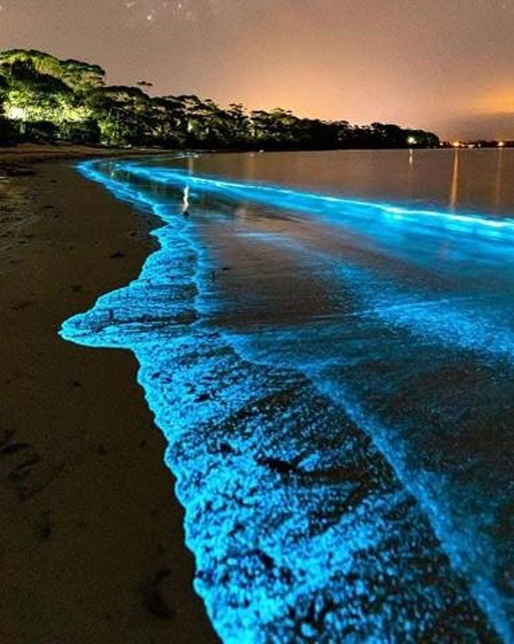 Bioluminescence Paddleboard & Kayak Tours | Parrish park, Titusville ...