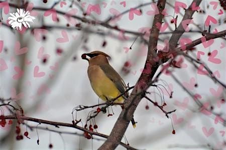 Love Bird Winter Birding Walk