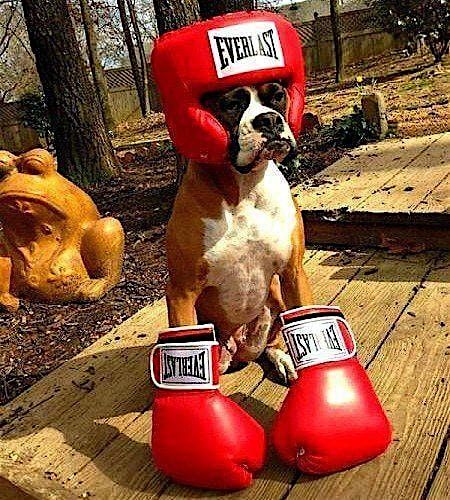 UFC  Barks & Brawls
