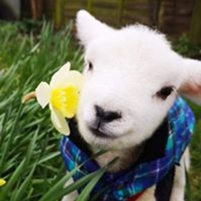 Sheep Ahoy aka Oli's Gang - Registered Charity: 1173005