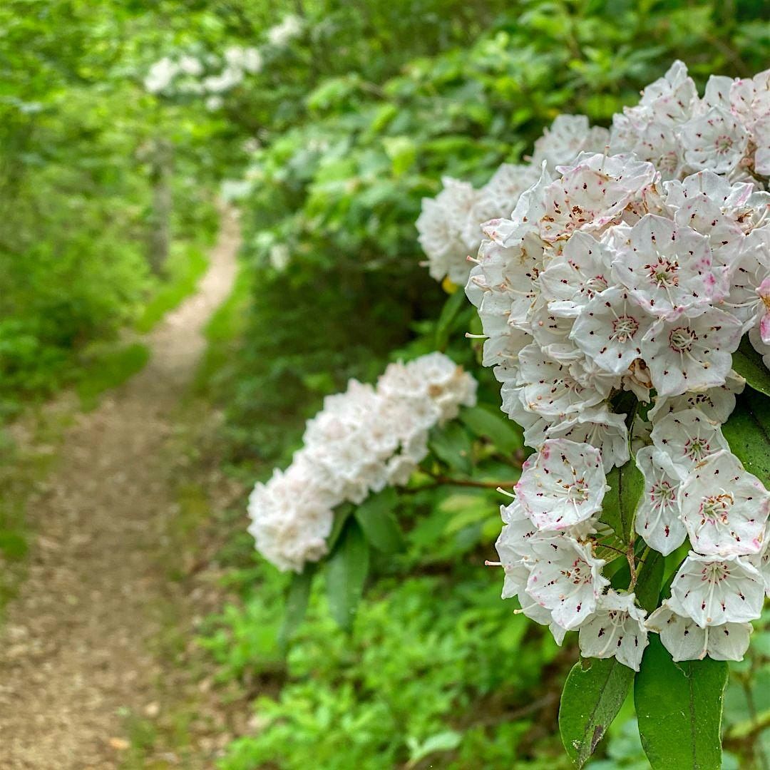 Forest Bathing: Flower Power!