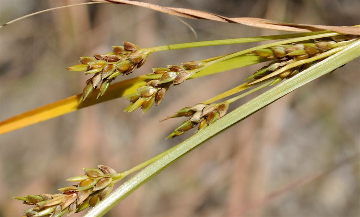 Coastal Flora of Paerdegat Beach, Brooklyn