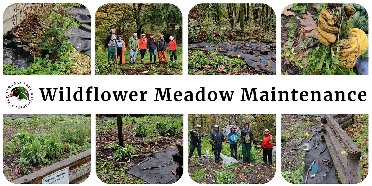 BLPA - EcoBlitz Weedbusters Event (Wildflower Meadow Maintenance)