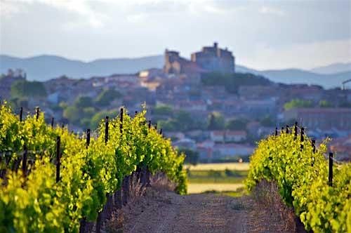 GUIDED WINE TASTING LANGUEDOC