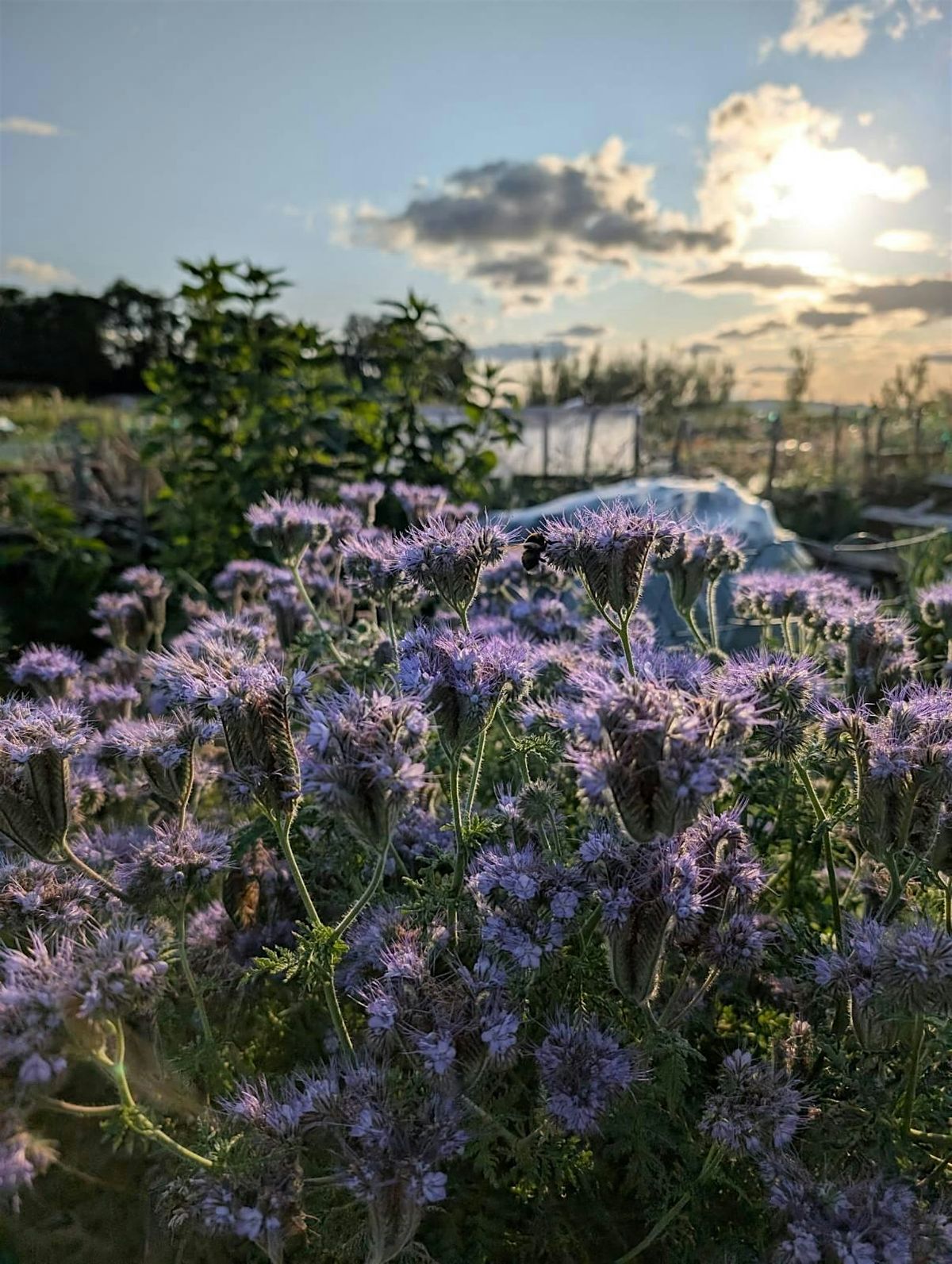 Sow Grateful: Pollinators