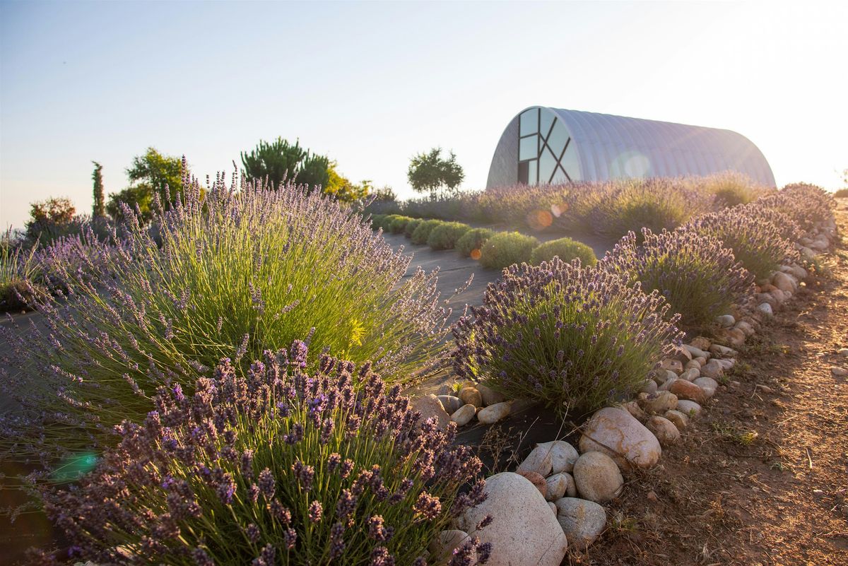 June Bloom Lavender Festival