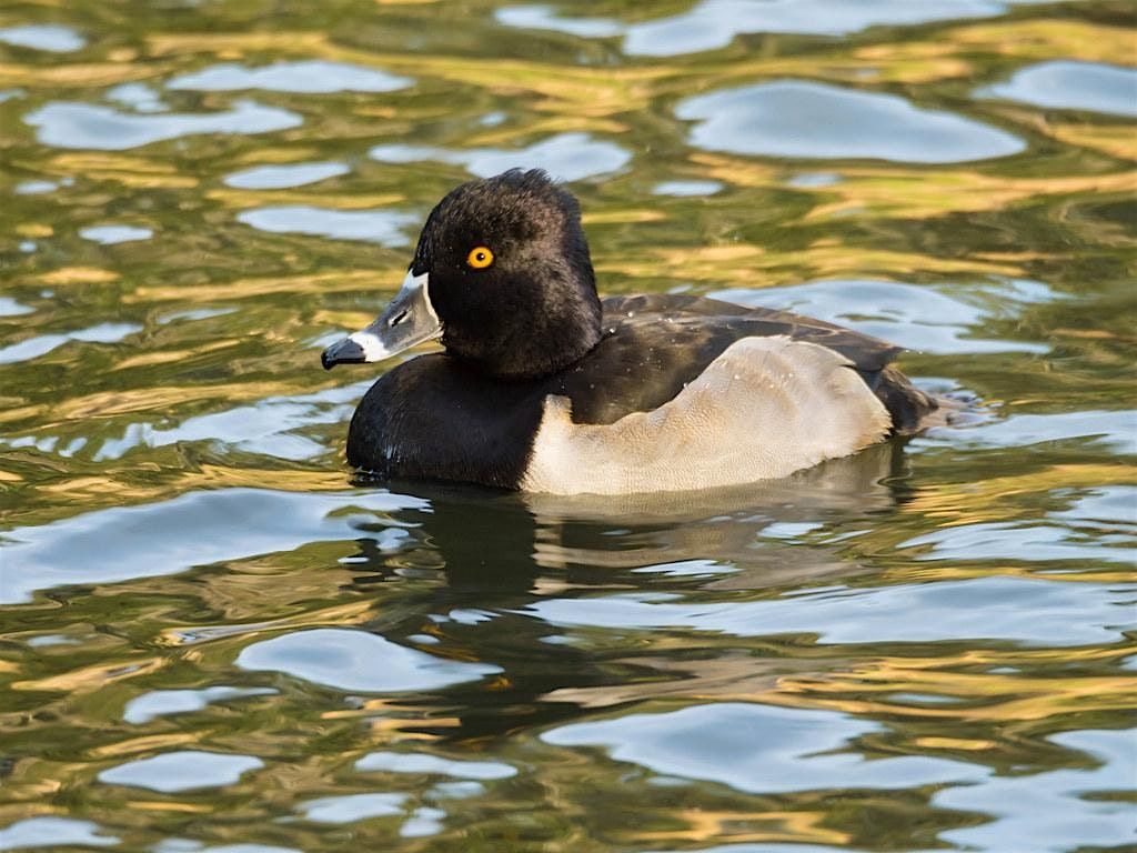 Queer Birders Club: Fir Island