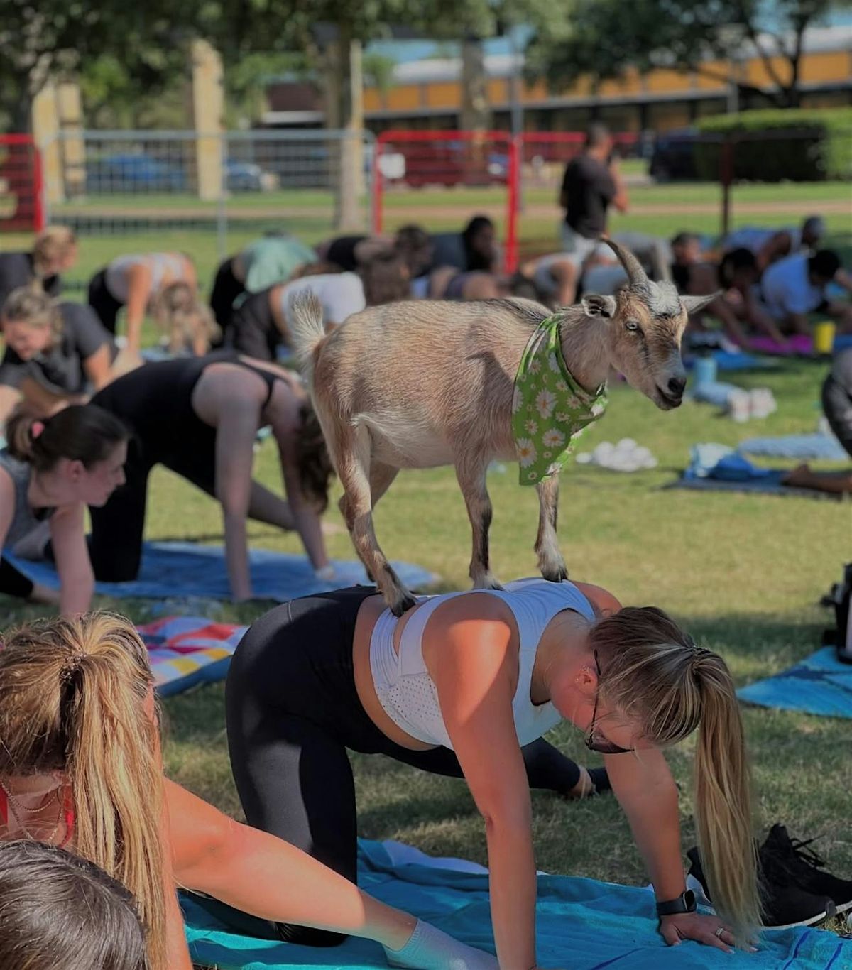 Goat Yoga @ The Rustic!
