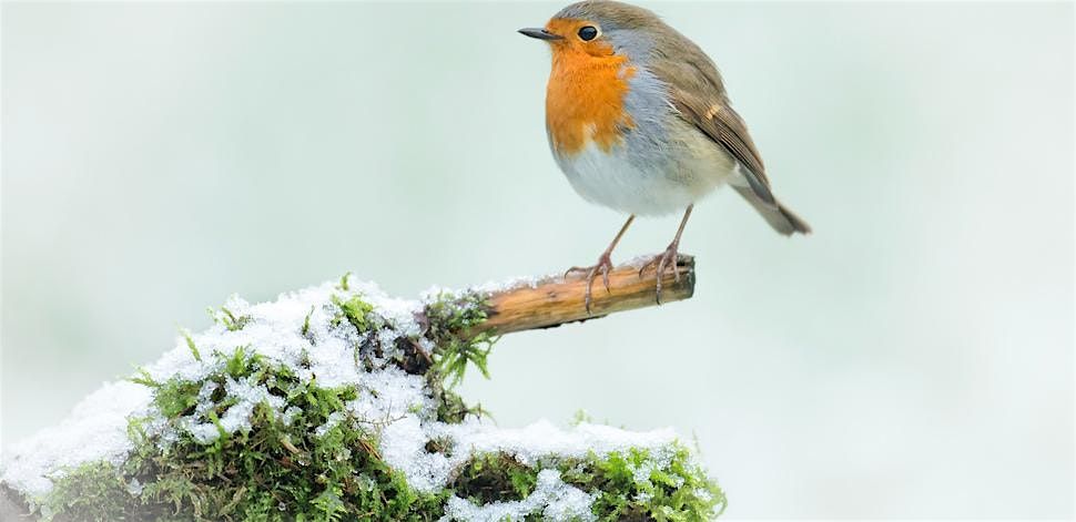 Create your on Eco Christmas Decorations (Free event) - Hanwell Fields Community Centre, Saturday 13 December