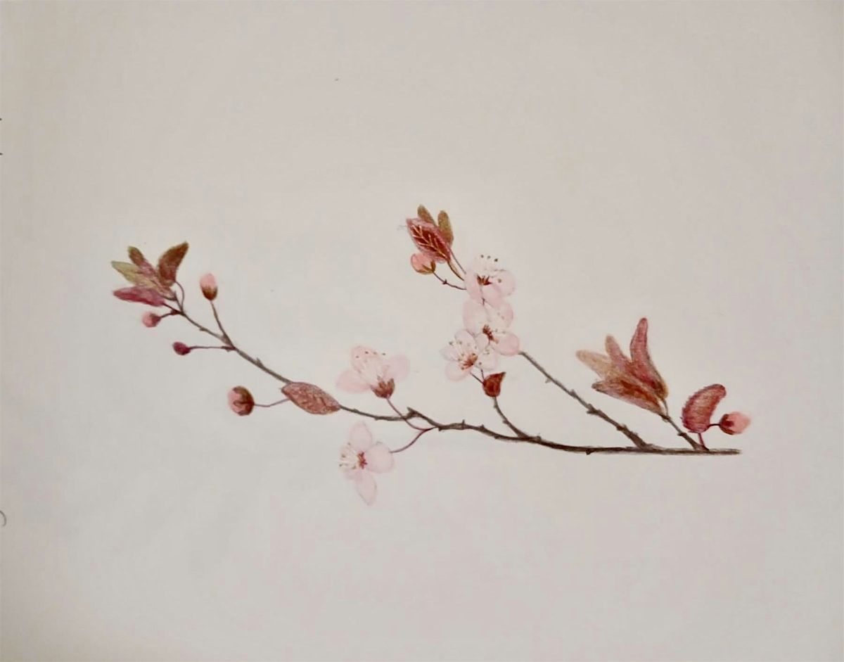 Botanical Drawing Group Autumn Session 2