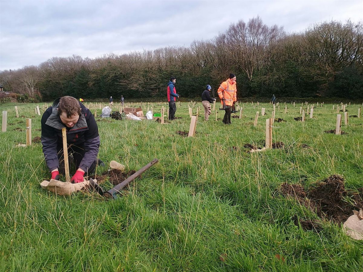 Tree planting in Kirklees - Almondbury ward