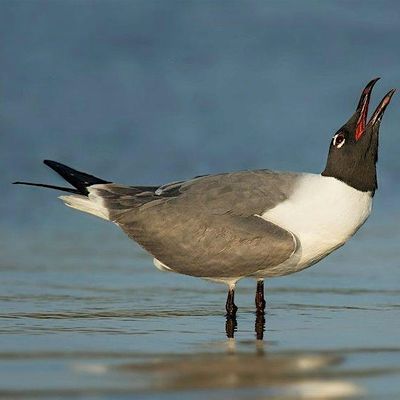 St Lucie Audubon Society Field Trips