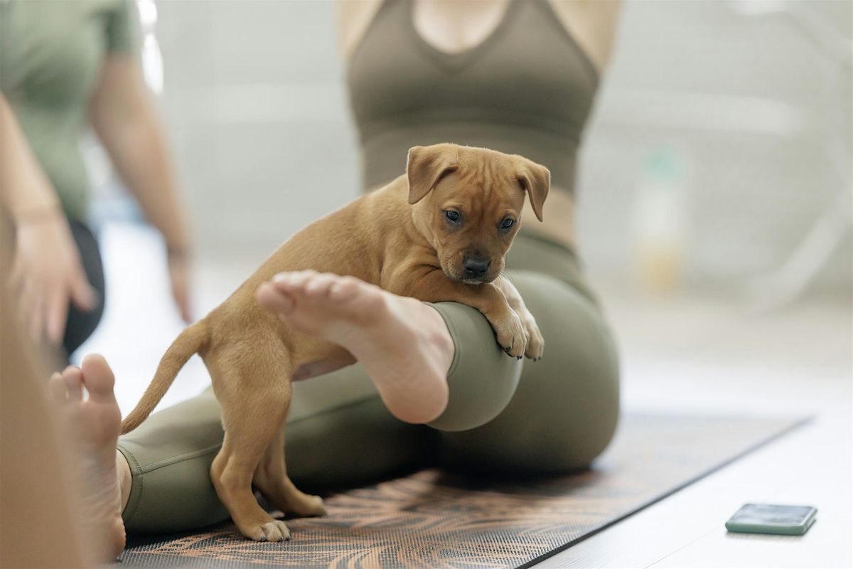 Puppy Yoga & Yappy Hour at Littleton Brew Co
