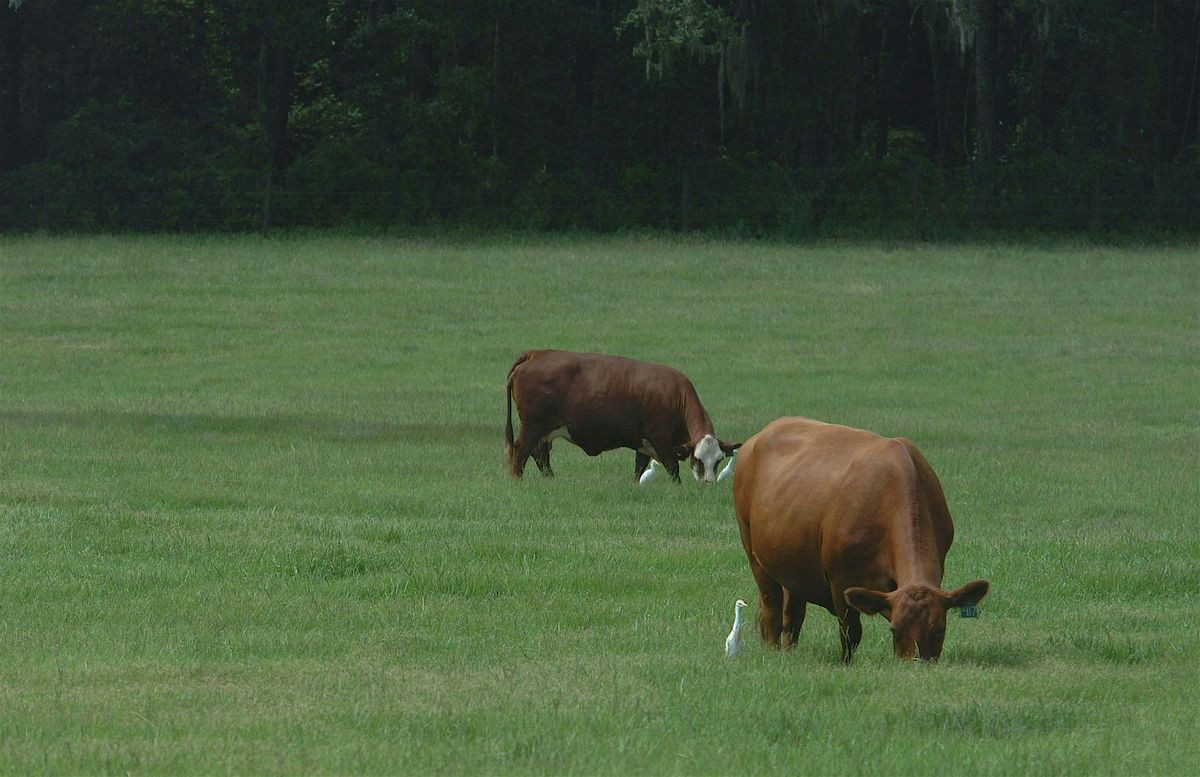 Ranching Foundations