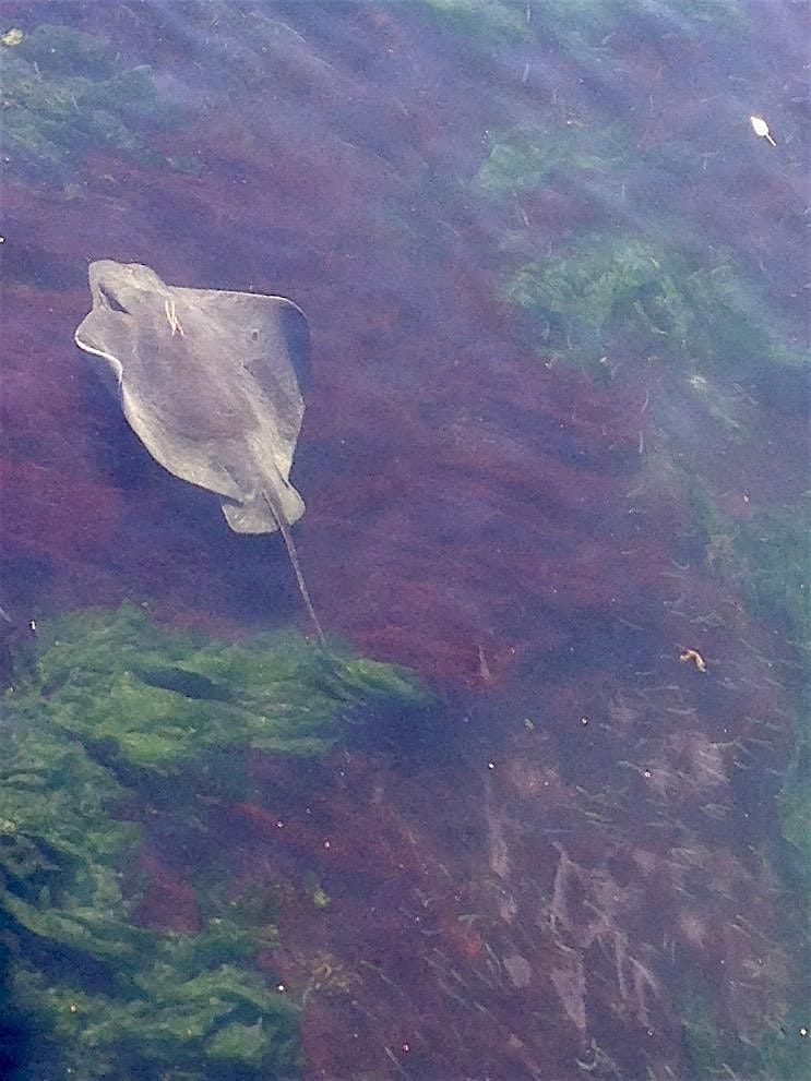 Urban Estuaries: San Francisco Bay and Lake Merritt CA Naturalists Course