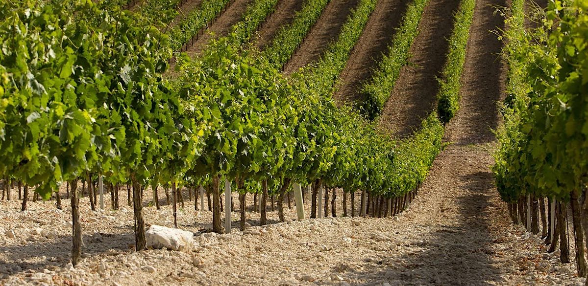 Wines of Ribera del Duero with Bodegas Carramimbre at Amathus Earl's Court