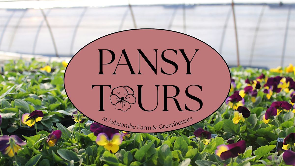 Pansy Tour