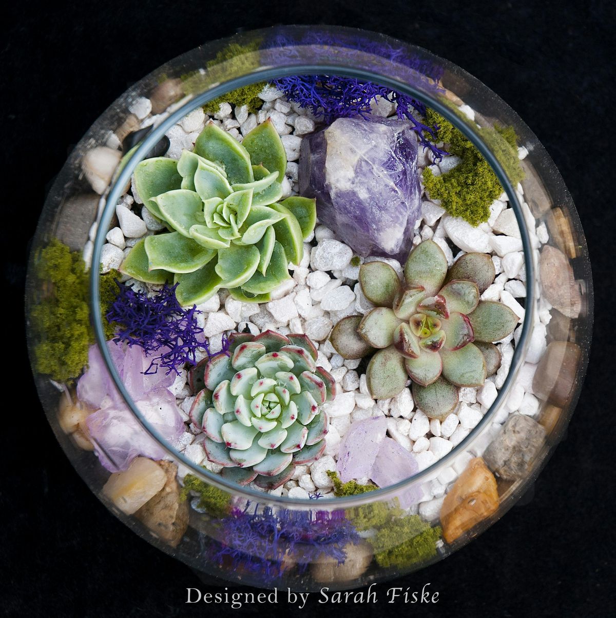 Plant Nite: Make a Succulent Terrarium