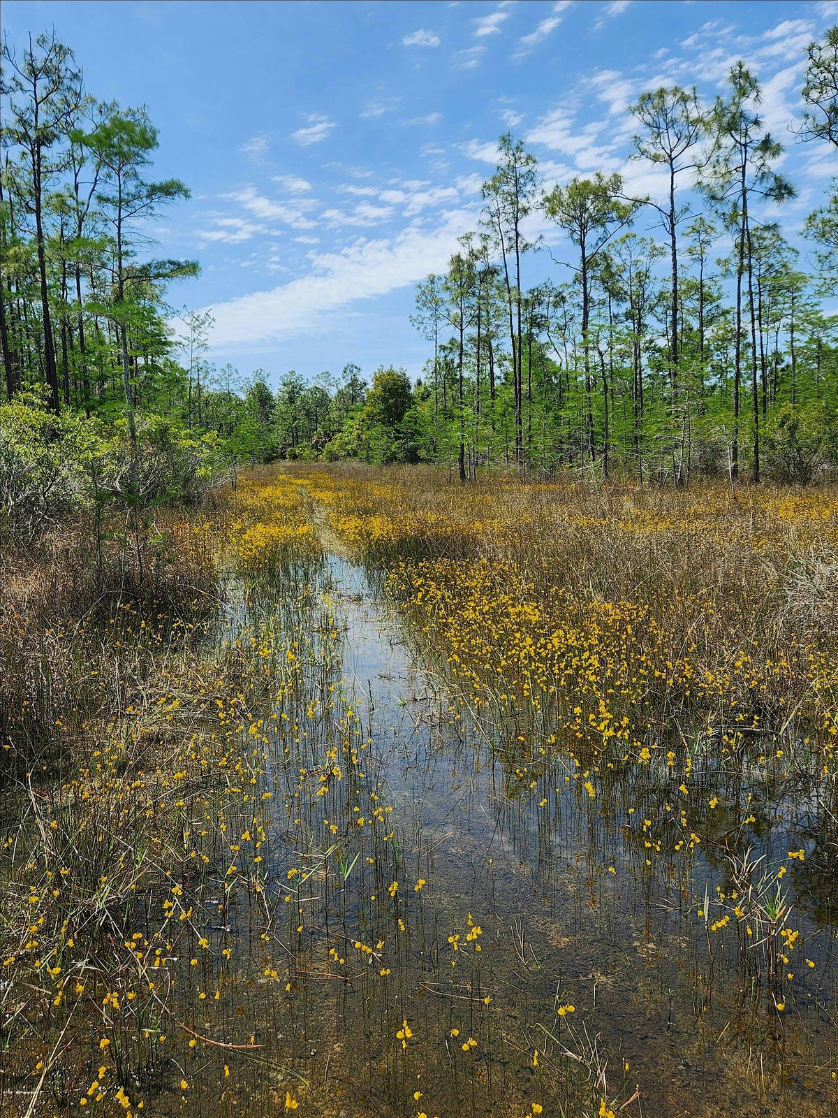 Guided Walk: CREW Flint Pen Strand Trails (White Trail)