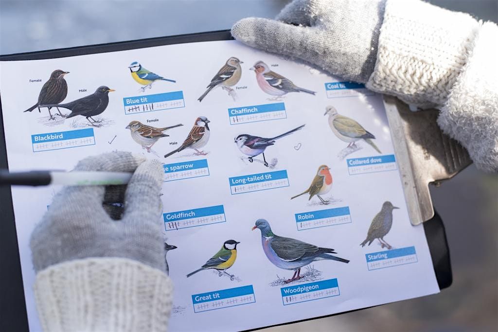 RSPB Big Garden Birdwatch 2026 (Angel Meadows)