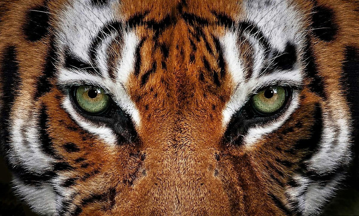 UNCLE TOM'S WAR: Haiti and the Whipping Machine