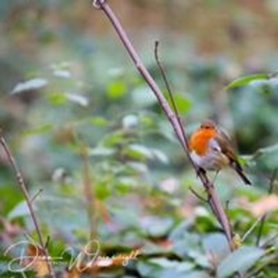 Coombe Abbey Park