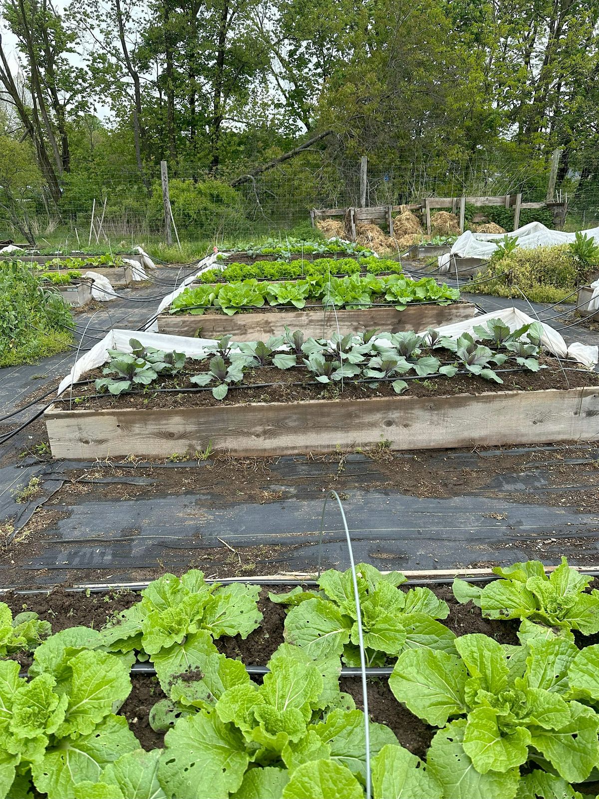 Volunteer Day at Don Coppedge Village Community Garden