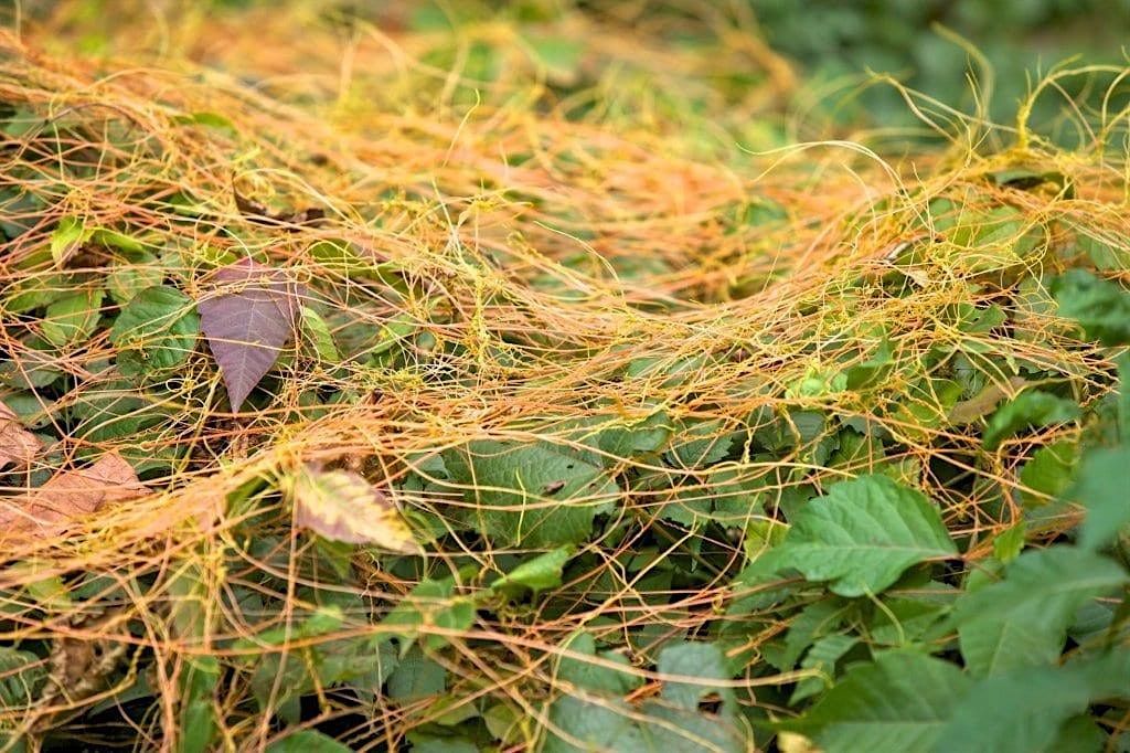Invasive \/ Nuisance plants and pests in central Florida