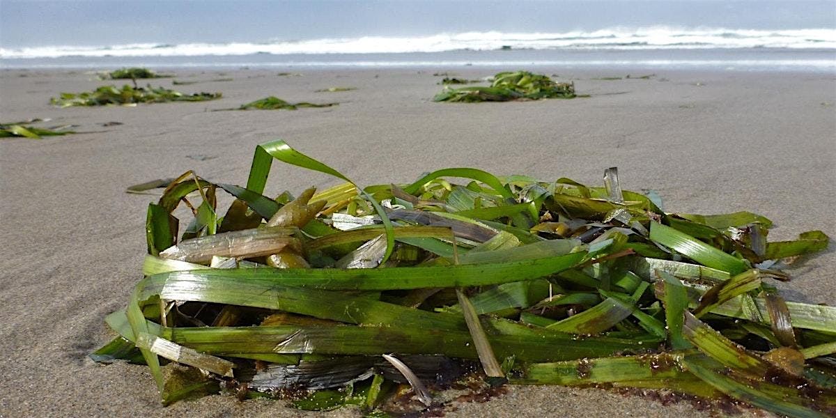 Wrack and Wreath: Junior Ecologists (ages 6-9)