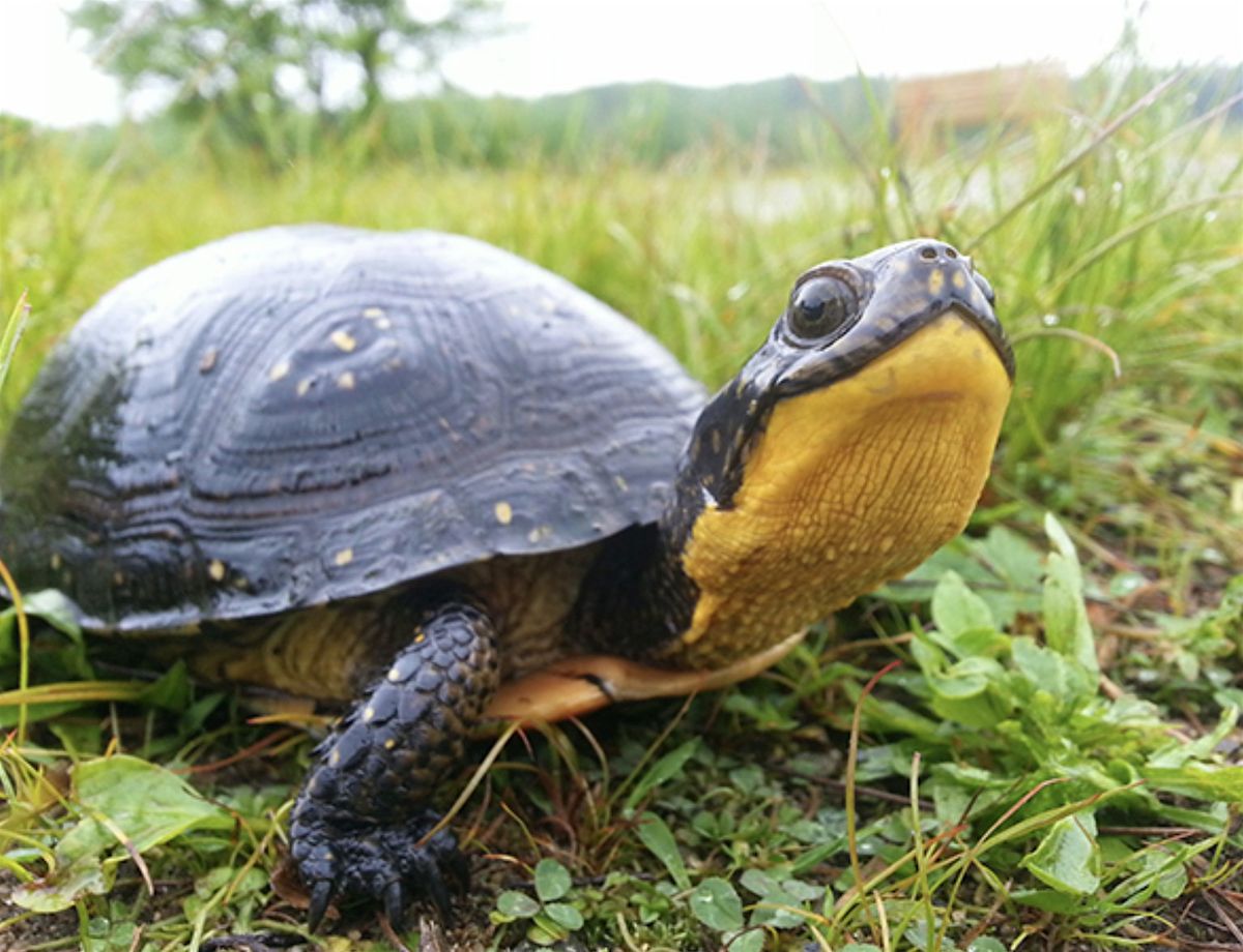 Clay Sculpture: Turtles of the St. Croix River