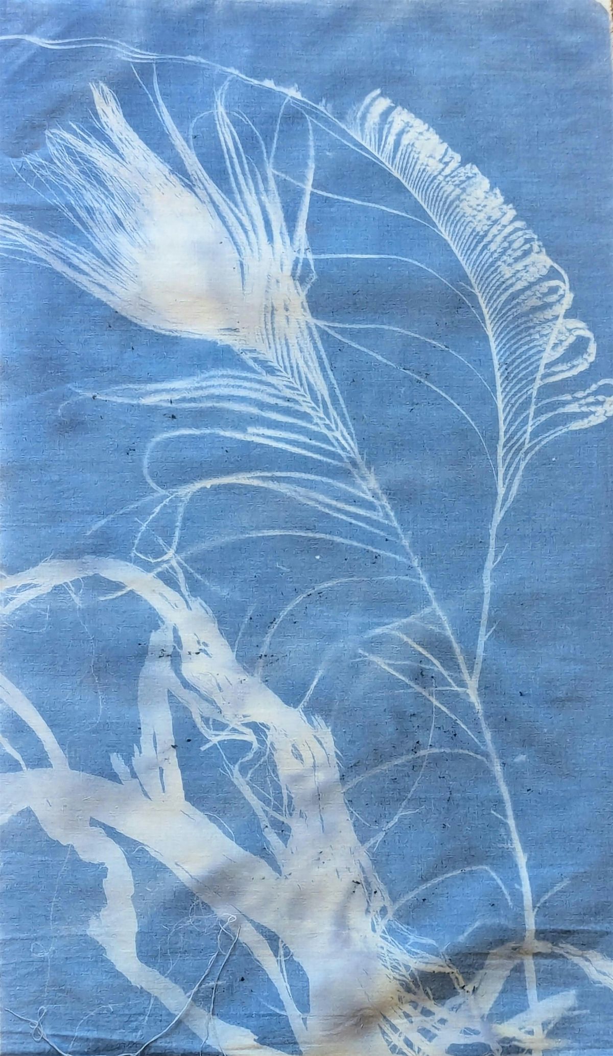 Make Cyanotypes with us:  Gifts from the Sun