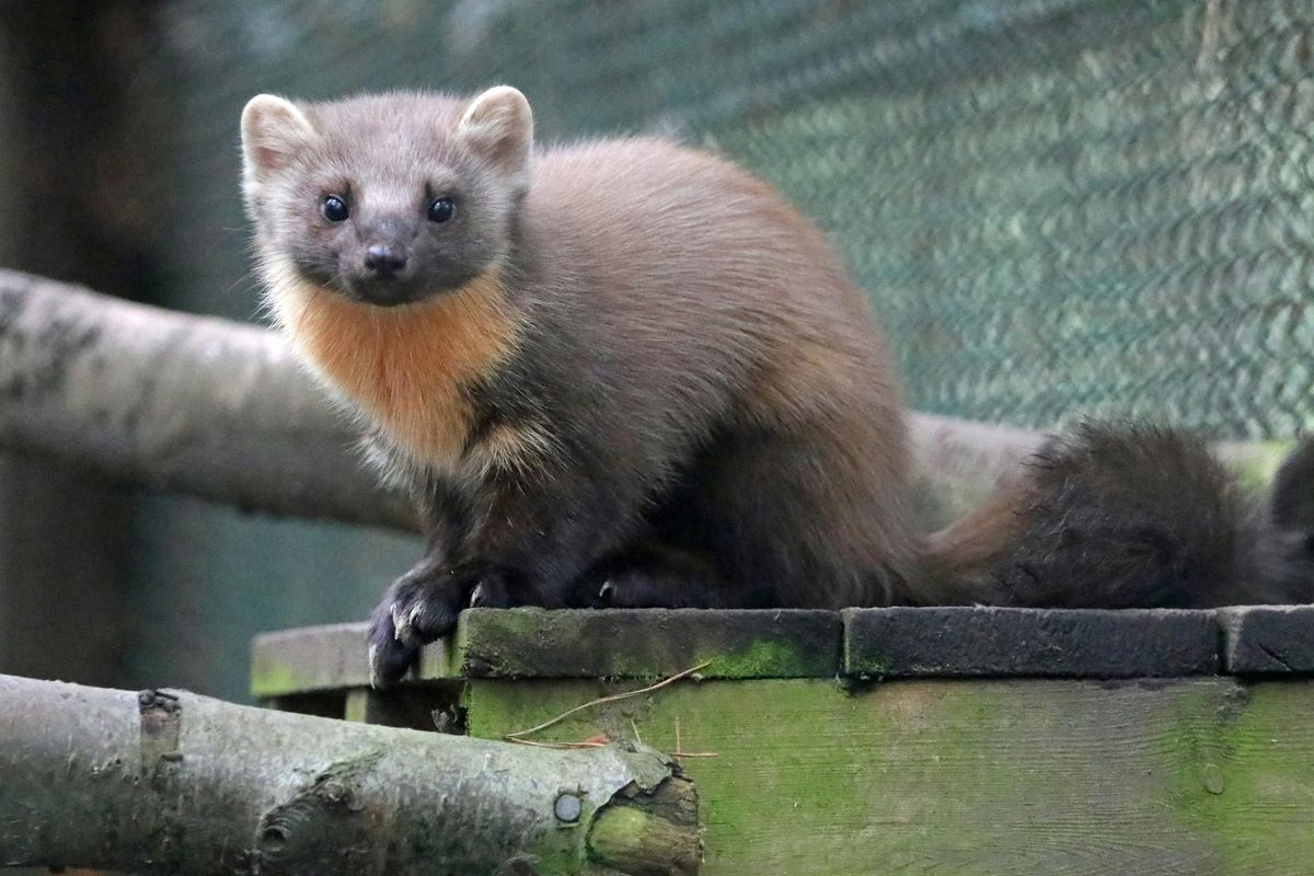 Pine Marten Ecology and Conservation