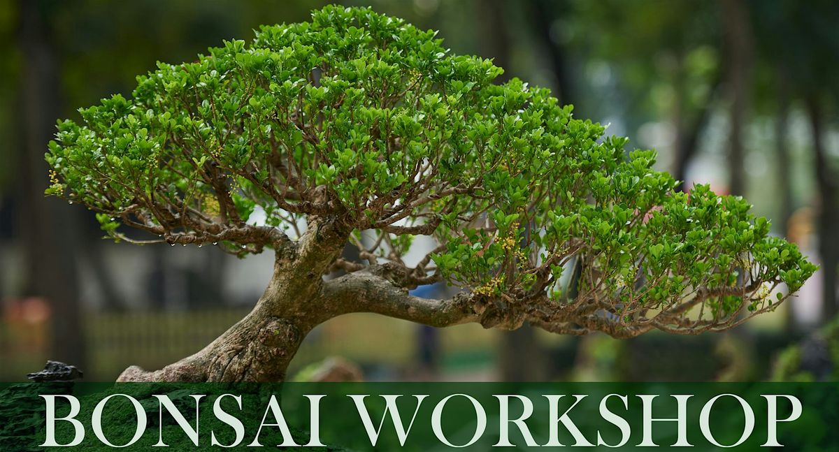 Bonsai Workshop